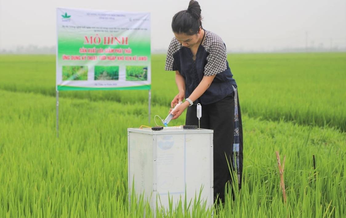Tưới ngập – khô xen kẽ: Bước đệm xây dựng tín chỉ carbon cho cây lúa