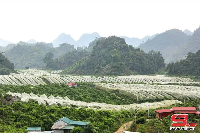 Ứng dụng công nghệ cao – Phát triển nông nghiệp bền vững