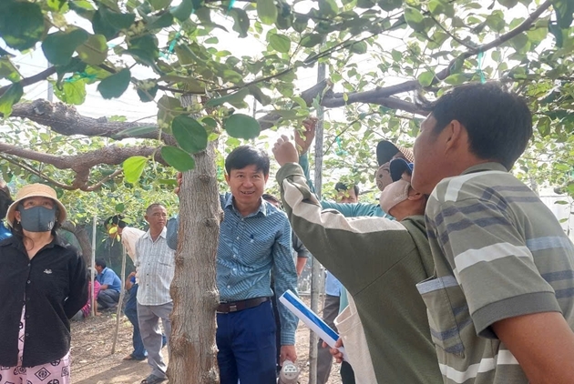 Xây dựng mô hình trồng nho, táo đạt VietGAP gắn với phát triển du lịch